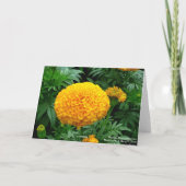 Carte Chrysanthème orange (Dos)