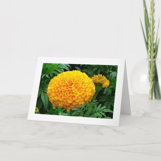 Carte Chrysanthème orange (Devant)