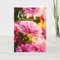 Chrysanthème rose de novembre Fleur de naissance d