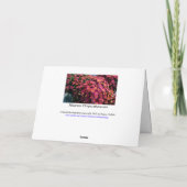 Carte Chrysanthèmes / Magenta / Salutations d'automne (Dos)