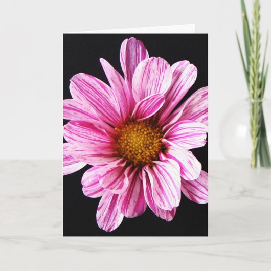 Carte Chrysanthemum Fleur gcna (Devant)