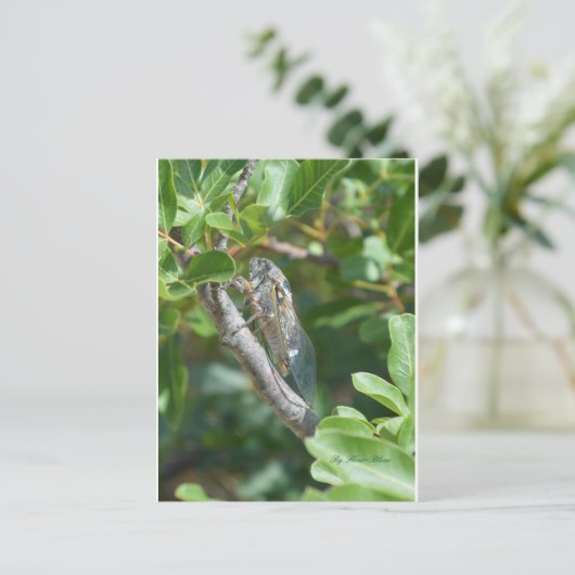 Carte cigale (Debout devant)