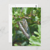 Carte cigale (Devant / Derrière)