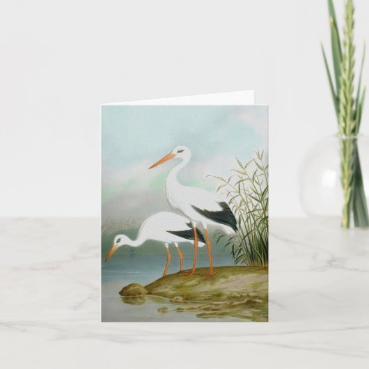 Carte cigogne blanche, illustrations d'oiseaux (Devant)