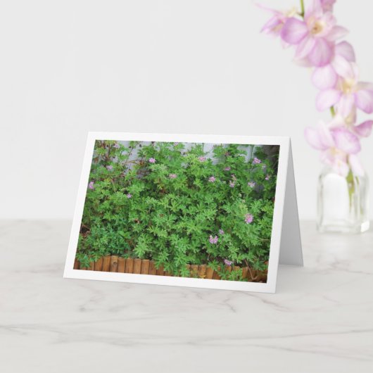 Carte Citronella Plante avec Floral (Orchidée)