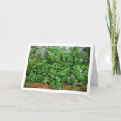Carte Citronella Plante avec Floral (Devant)
