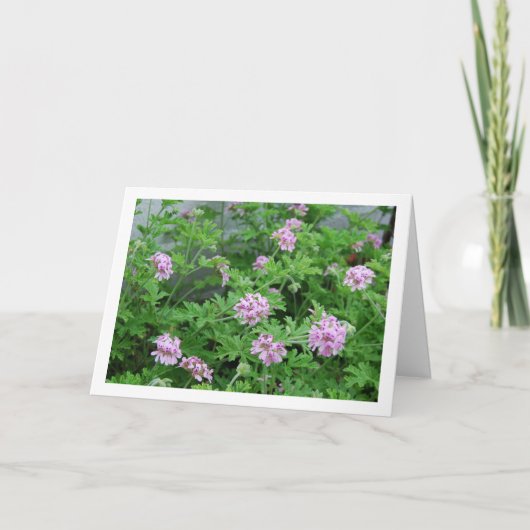 Carte Citronella Plante avec Floral (Devant)