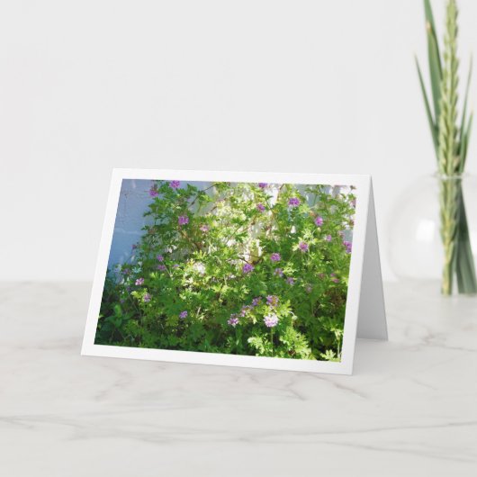 Carte Citronella Plante avec Floral (Devant)