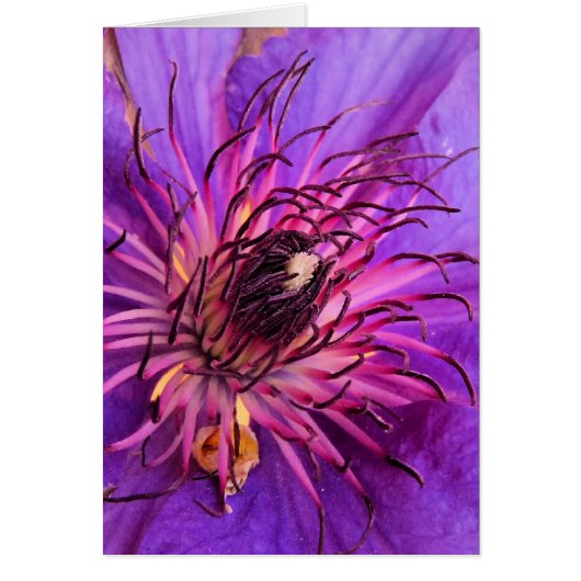 CARTE CLEMATIS (Devant)