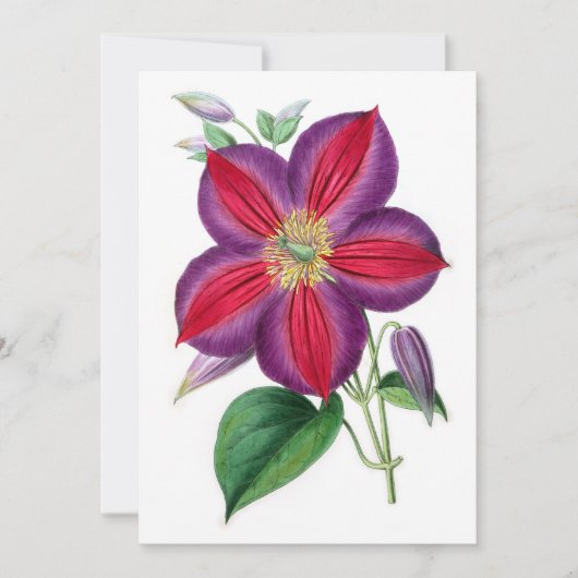 Carte Clematis Magnifica (Devant)