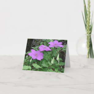 Carte clematis pourpre