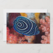 Carte Close-up de Emperor Angelfish (Devant)