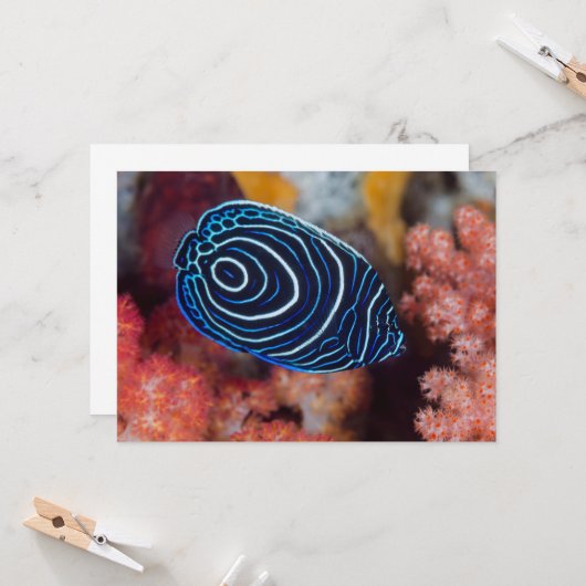 Carte Close-up de Emperor Angelfish (Devant/Arrière en situation)