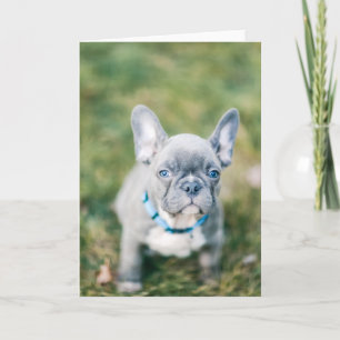 Carte Closeup of a French Bulldog