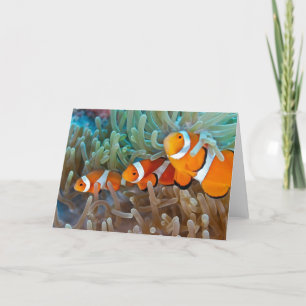 Carte Clownfish