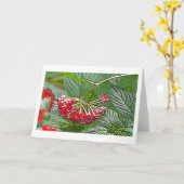 CARTE CLUSTER OF RED PENTAS LANCEOLATA /STAR FLOWER (Fleur jaune)