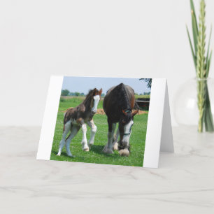 Carte clydesdale et filly
