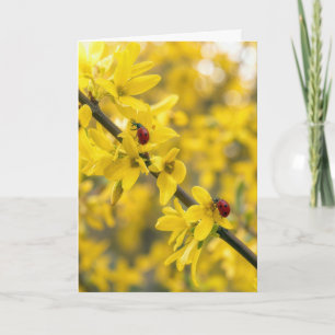 Carte Coccinelles d'anniversaire sur branche de Forsythi
