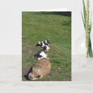 Carte Cochon et chevreaux couchés au soleil
