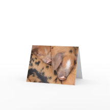 Cochons mignons Sandy & Black de Oxford britanniqu