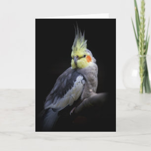 Carte Cockatiel