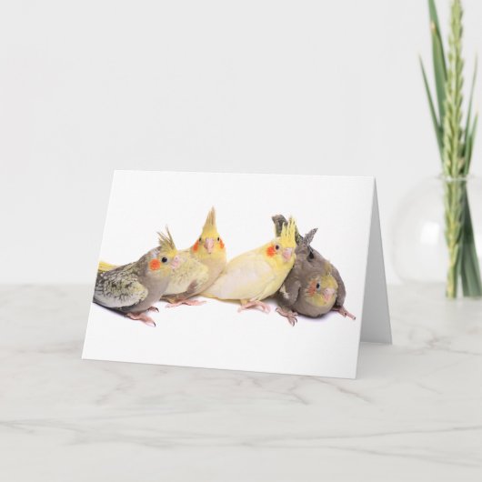 Carte Cockatiles (Devant)