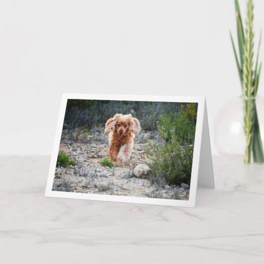 Carte Cocker Spaniel Anglais courant à la campagne (Devant)