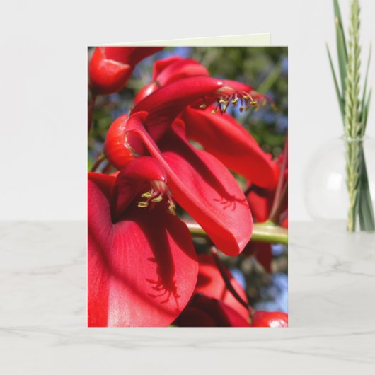 Carte Cockspur Coral Tree (Devant)