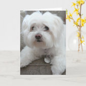 Carte Cody, maltais adorable sur la chaise #1 (Fleur jaune)