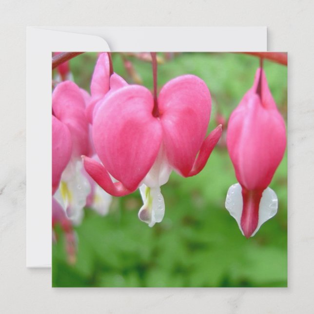 Carte Coeur rose saignant (Devant)