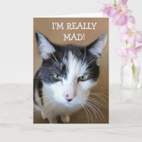 Colère contre le chat cancéreux