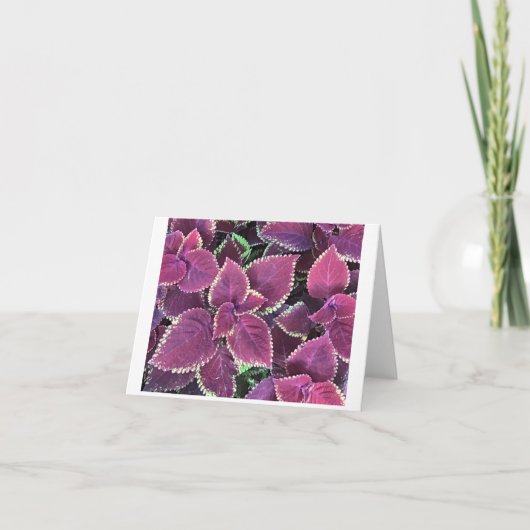 Carte Coleus (Devant)