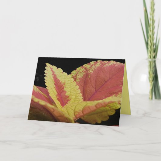 Carte Coleus Feuilles (Devant)