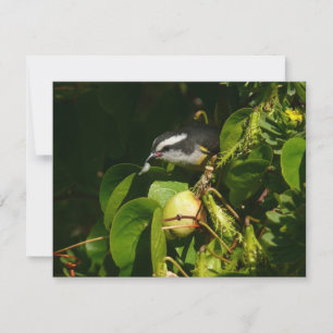 Carte Colibri à gorge blanche mangeant Photographie trop