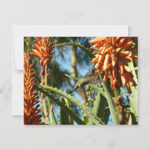 Carte Colibri à gorge noire en vol