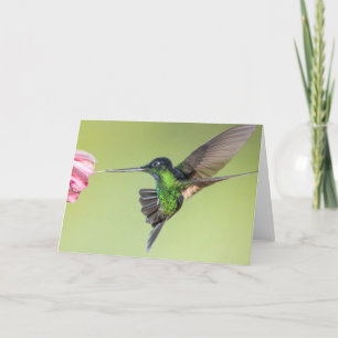 Carte Colibri étonnant dans la poitrine de vol