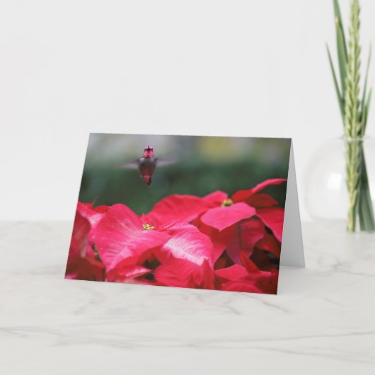 Carte Colibri sur les poinsettias de Noël (Devant)