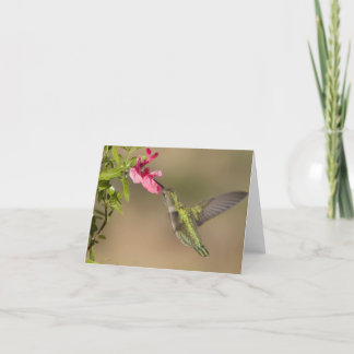 Carte Colibris 021