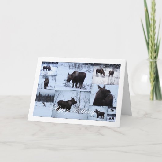 Carte Collage d'orignaux ; Joyeux anniversaire (Devant)