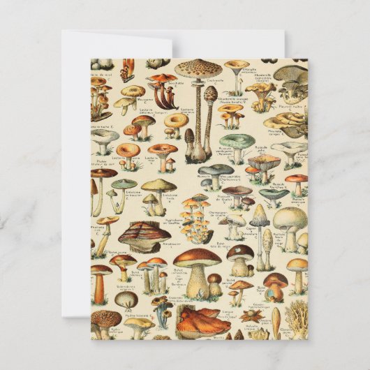 Carte Collection de champignons (Devant)