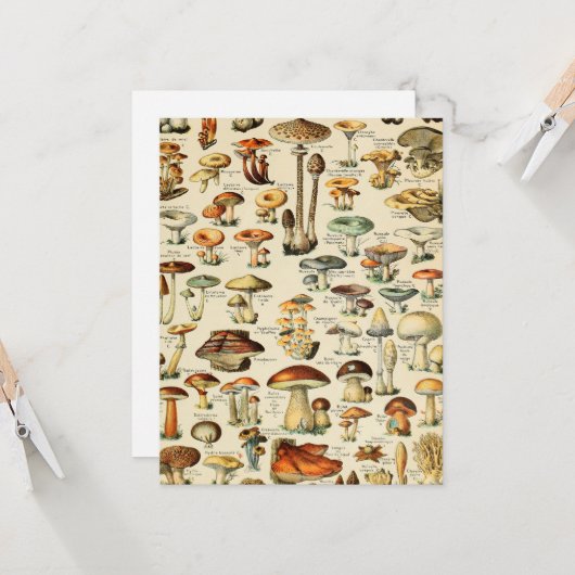 Carte Collection de champignons (Devant/Arrière en situation)