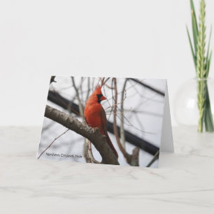 Carte Collection d'oiseaux : Cardinal du Nord (notes en