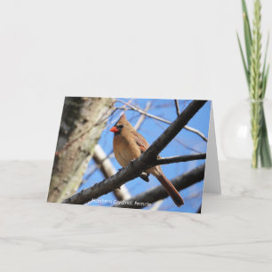 Carte Collection d'oiseaux : Cardinal du Nord (notes en