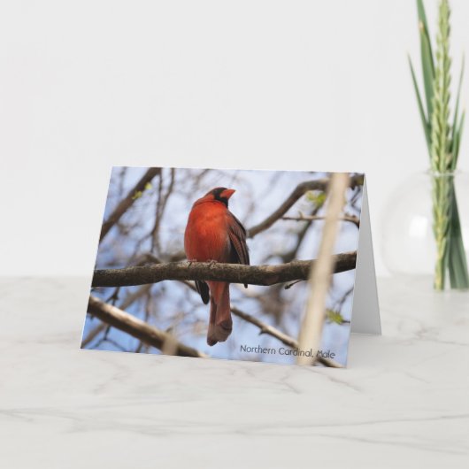 Carte Collection d'oiseaux : Cardinal rouge (notes vierg (Devant)