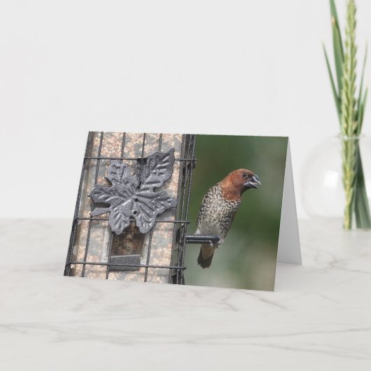 Carte Collection d'oiseaux : Finch d'épices (notes vierg (Devant)