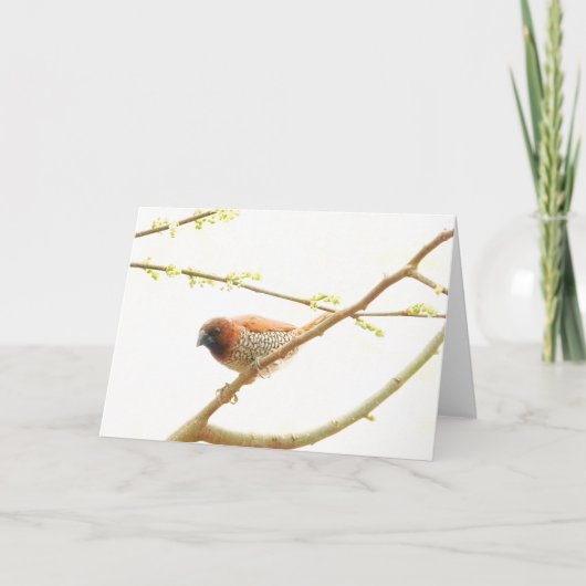 Carte Collection d'oiseaux : Finch d'épices (notes vierg (Devant)