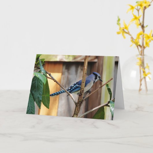 Carte Collection d'oiseaux : Jay bleu (notes en blanc) (Fleur jaune)