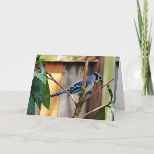 Carte Collection d'oiseaux : Jay bleu (notes en blanc)