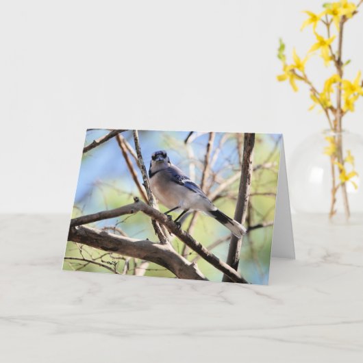 Carte Collection d'oiseaux : Jay bleu (notes en blanc) (Fleur jaune)