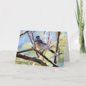 Carte Collection d'oiseaux : Jay bleu (notes en blanc) (Devant)
